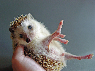 Illustration for article titled Hedgehogs Run A Marathon Every Night